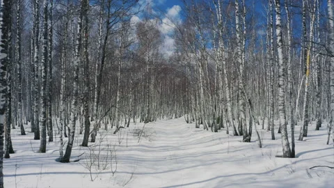 Snow in forest, drone flies between trees, beautiful nature landscape in winter Stock Footage 165936585