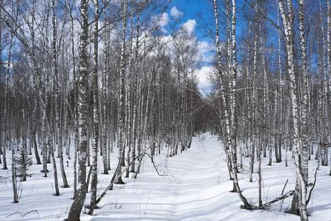 Snow in forest, drone flies between trees, beautiful nature landscape in wint Stock Photos