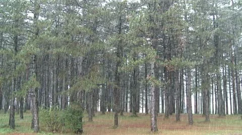 Snow in a forest Stock Footage 8840776