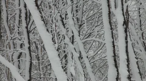 Snow forest 库存影片 11019170