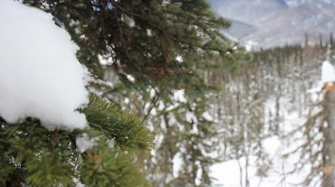 Snow Forest Stock Footage 33404521