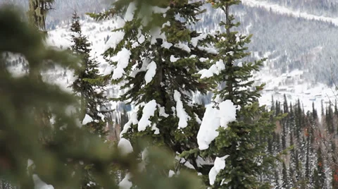 Snow forest Stock Footage 33404604