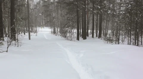 Snow forest Stock Footage 33849075