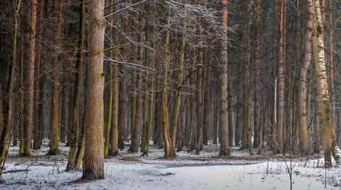 Snow in the forest Video stock 51484741