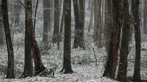 Snow in forest Stock Footage 51671713