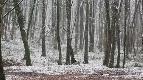 Snow in forest Stock Footage 51671952
