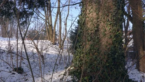 Snow in Forest Stock Footage 71757013