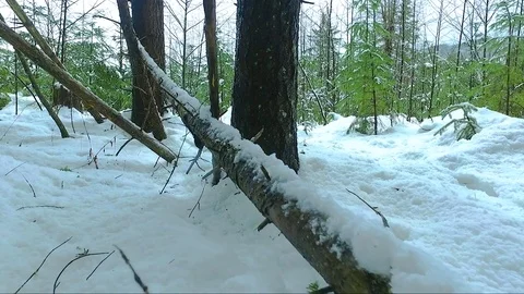 Snow in forest Stock Footage 72167104