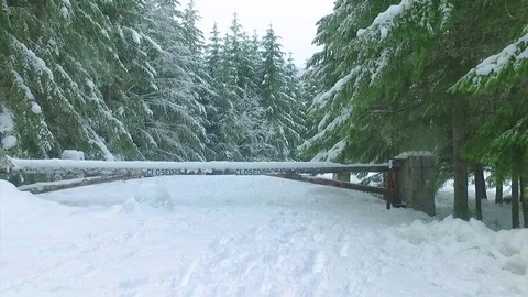 Snow in the Forest Stock Footage 72167570