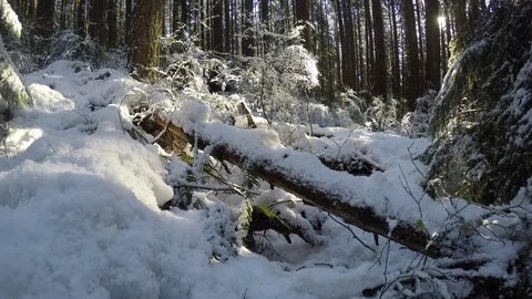 Snow forest Vidéo 80397992