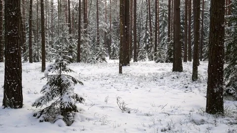 Snow in forest Stock Footage 81169426