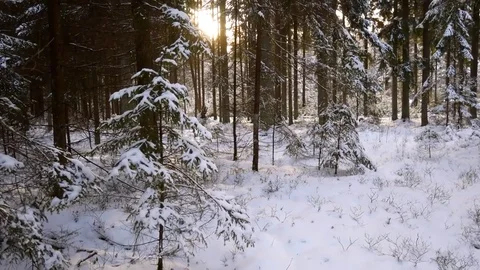 Snow in forest Stock Footage 81169427
