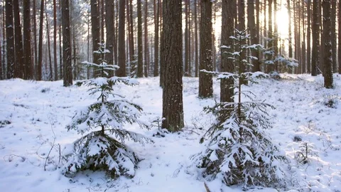 Snow in forest 動画素材 81169429