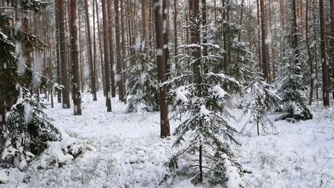 Snow in forest Stock Footage 81169430