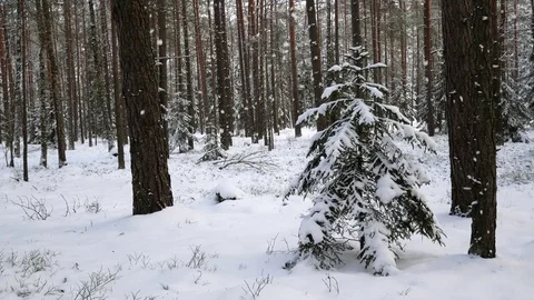 Snow in forest Stock Footage 81169434