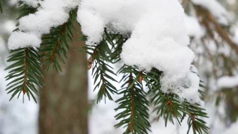 Snow in forest Stock Footage 81169435