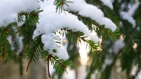 Snow in forest Stock Footage 81169454