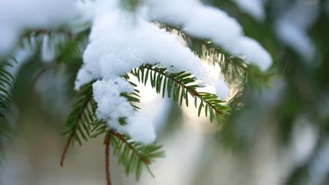 Snow in forest Stock Footage 81169463