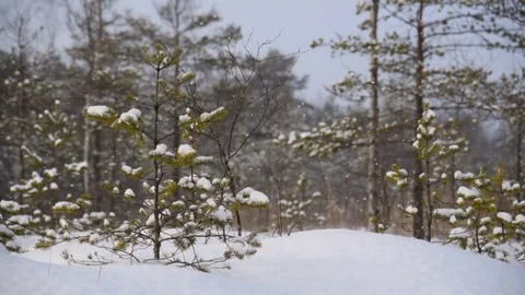 Snow in the forest Video stock 85440489