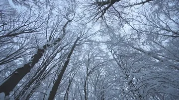 Snow forest Stock Footage 85761235