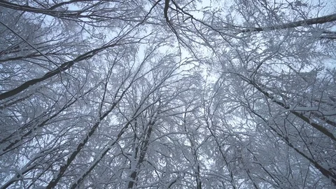 Snow forest Stock Footage 85761465