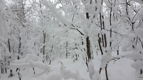 Snow forest 動画素材 86846669