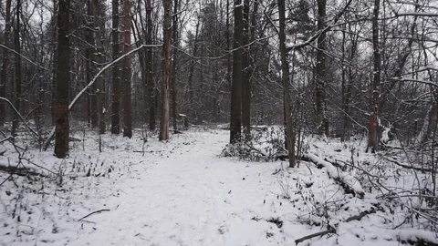 Snow forest Stock Footage 100023516
