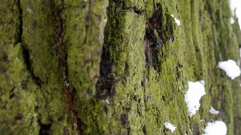 Snow forest 動画素材 102587244