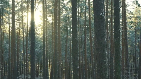Snow forest Stock Footage 121387583