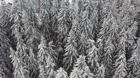 Snow forest Stock Footage 126580365