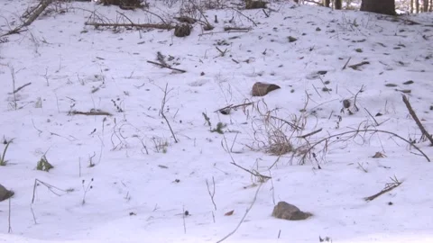 Snow in the forest Stock Footage 137641168