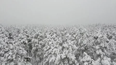Snow on the forest 库存影片 146023644