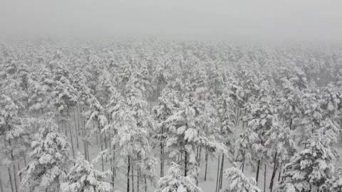Snow on the forest 库存影片 146023656