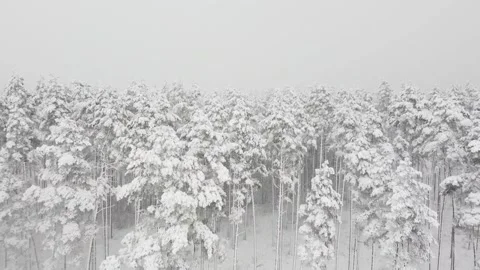 Snow on the forest 库存影片 146023707