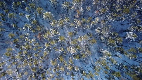 Snow Forest Stock Footage 147855668