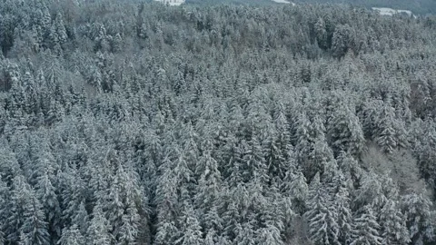 Snow Forest 스톡 동영상 168878925