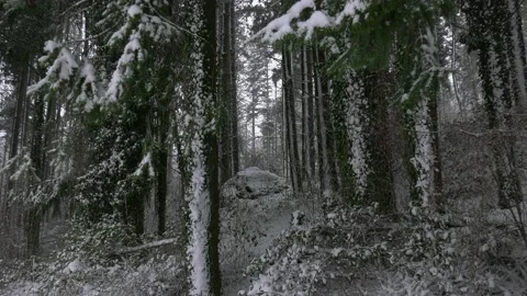 Snow in the forest Stock Footage 168950531