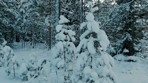 Snow In The Forest Stock Footage 169791721