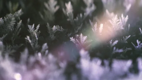 Snow forest Stock Footage 190862607