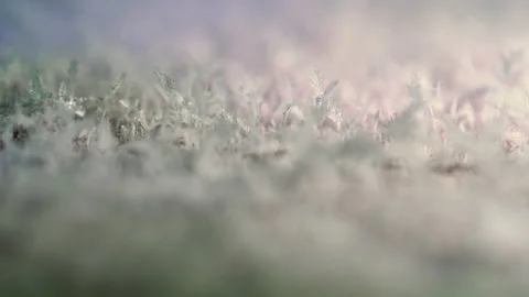 Snow forest Stock Footage 190902209