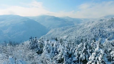 Snow forest Stock Footage 287412926