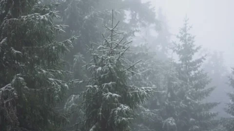 Snow in the forest Stock Footage 302885233