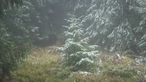 Snow in the forest Stock Footage 302885237