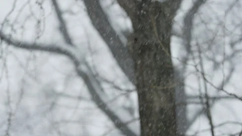 Snow in Forest Stock-Footage 330973949