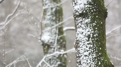 Snow in forest in Istanbul. Stock Footage 55208178