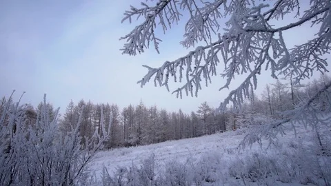 Snow forest in the mountains. Stock Footage 125890105