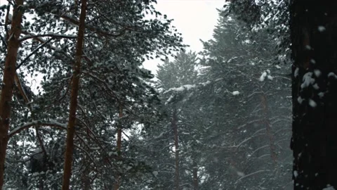 Snow, forest, nature, winter, trees 動画素材 131608609