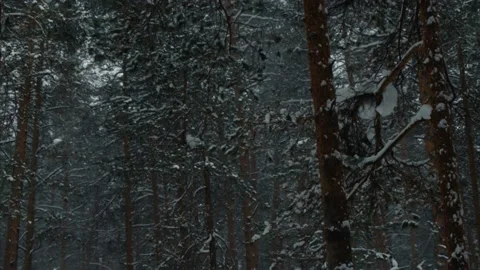 Snow, forest, nature, winter, trees Stock Footage 131609458