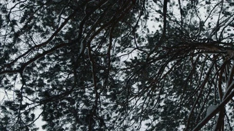 Snow, forest, nature, winter, trees. Stock Footage 131612459