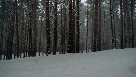 Snow, forest, nature, winter, trees Stock Footage 131615192